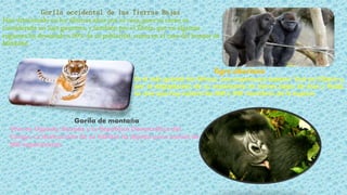 Gorila occidental de las Tierras Bajas
Han disminuido en los últimos años por su caza, pues su carne es
considerada un lujo gourmet, y también por el Ébola, que en algunas
regiones ha devastado a 90% de su población, como en el caso del bosque de
Minkébé.
Tigre siberiano
Es el más grande los felinos, una majestuosa especie. Vive en Siberia y,
por la degradación de su ecosistema en tierras bajas de Asia y Rusia,
se cree que hoy existen de 400 a 500 miembros de la especie.
Gorila de montaña
Vive en Uganda, Ruanda y la República Democrática del
Congo. La destrucción de su hábitat ha dejado poco menos de
900 especímenes.
 