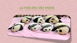 LA VIDA DEL OSO PANDA
 
