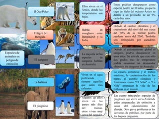 Especies de
animales en
peligro de
extinción
El tigre de
Bengala
El Oso Polar
El canguro
La ballena
Ellos viven en el
Ártico, donde las
temperaturas son
bajas.
Estos podrían desaparecer como
especie dentro de 50 años, ya que la
capa de hielo del océano Ártico se
derrite a un promedio de un 9%
cada diez años.
El pingüino
Habita en
manglares entre
Bangladesh y la
India
Debido al cambio climático y el
crecimiento del nivel del mar cerca
del 70% de su hábitat podría
perderse antes del 2060. También
son extinguidos por cazadores
furtivos.
Debido al calentamiento global el
canguro, podría desaparecer en
unos años. Se calcula que con sólo
dos grados mas de temperatura
podría ocasionar un devastador
efecto en los canguros de Australia.
La mayoría de las
especies de
canguros habitan
en Australia
La cacería comercial y el tráfico
marítimo, la contaminación de los
mares, el cambio climático y
fenómenos como "El Niño" o "La
Niña" amenazan la vida de las
ballenas en el mundo.
Viven en el agua
prefiriendo
siempre aquellas
que estén más
calientes.
Las cuatro principales especies de
pingüinos que viven en la Antártida
están amenazadas de extinción a
causa del calentamiento del
planeta. Otro grave problema es los
derrames de petróleo, por parte de
los buques cargueros.
Algunos de ellos
viven en las
partes más frías
del mundo,
otros viven muy
cerca del ecuador.
 