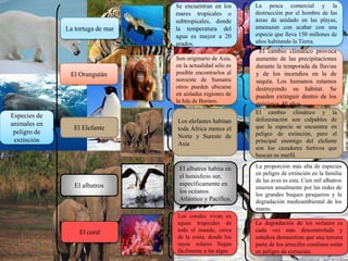 Especies de
animales en
peligro de
extinción
El Orangután
La tortuga de mar
El Elefante
El albatros
El coral
La pesca comercial y la
destrucción por el hombre de las
áreas de anidado en las playas,
amenazan con acabar con una
especie que lleva 150 millones de
años habitando la Tierra.
Se encuentran en los
mares tropicales o
subtropicales, donde
la temperatura del
agua es mayor a 20
grados.
El cambio climático provoca
aumento de las precipitaciones
durante la temporada de lluvias
y de los incendios en la de
sequía. Los humanos estamos
destruyendo su hábitat. Se
pueden extinguir dentro de los
próximos 40 años.
Son originario de Asia,
en la actualidad sólo es
posible encontrarlos al
noroeste de Sumatra
otros pueden ubicarse
en aisladas regiones de
la Isla de Borneo.
El cambio climático y la
deforestación son culpables de
que la especie se encuentre en
peligro de extinción, pero el
principal enemigo del elefante
son los cazadores furtivos que
buscan su marfil.
Los elefantes habitan
toda África menos el
Norte y Sureste de
Asia
La proporción más alta de especies
en peligro de extinción en la familia
de las aves es esta. Cien mil albatros
mueren anualmente por las redes de
los grandes buques pesqueros y la
degradación medioambiental de los
mares.
El albatros habita en
el hemisferio sur,
específicamente en
los océanos
Atlántico y Pacífico.
La degradación de los océanos es
cada vez más descontrolada y
estudios demuestran que una tercera
parte de los arrecifes coralinos están
en peligro de extinción.
Los corales viven en
aguas tropicales de
todo el mundo, cerca
de la costa, donde los
rayos solares llegan
fácilmente a las algas.
 