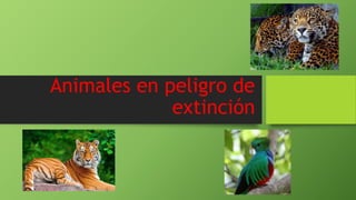 Animales en peligro de
extinción
 