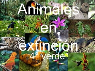 Animales
en
extinción
4° verde
 