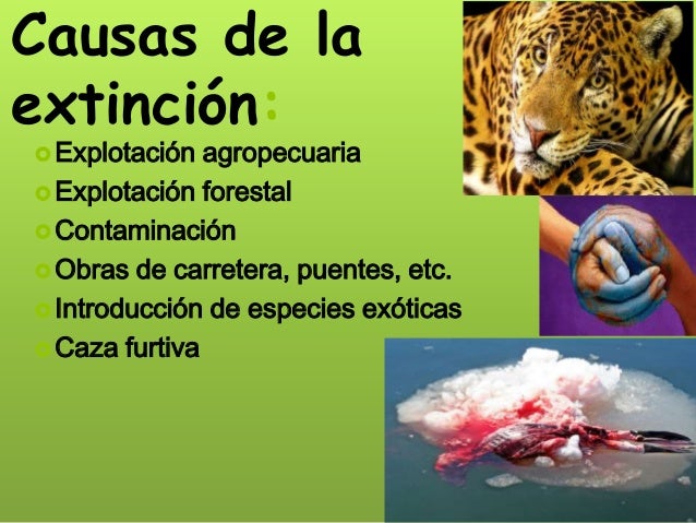 Animales En Peligro De Extincion Causas De La Extincion De Los Animales