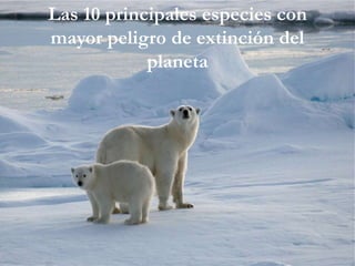 Las 10 principales especies con
mayor peligro de extinción del
planeta
 