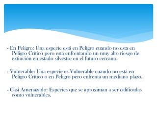 - En Peligro: Una especie está en Peligro cuando no esta en
Peligro Crítico pero está enfrentando un muy alto riesgo de
extinción en estado silvestre en el futuro cercano.
- Vulnerable: Una especie es Vulnerable cuando no está en
Peligro Crítico o en Peligro pero enfrenta un mediano plazo.
- Casi Amenazado: Especies que se aproximan a ser calificadas
como vulnerables.
 