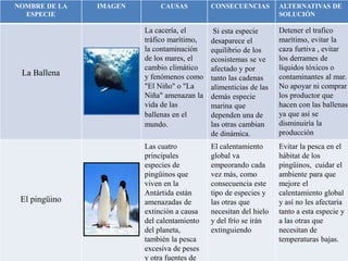 NOMBRE DE LA
ESPECIE
IMAGEN CAUSAS CONSECUENCIAS ALTERNATIVAS DE
SOLUCIÓN
La Ballena
La cacería, el
tráfico marítimo,
la contaminación
de los mares, el
cambio climático
y fenómenos como
"El Niño" o "La
Niña" amenazan la
vida de las
ballenas en el
mundo.
Si esta especie
desaparece el
equilibrio de los
ecosistemas se ve
afectado y por
tanto las cadenas
alimenticias de las
demás especie
marina que
dependen una de
las otras cambian
de dinámica.
Detener el trafico
marítimo, evitar la
caza furtiva , evitar
los derrames de
líquidos tóxicos o
contaminantes al mar.
No apoyar ni comprar
los productor que
hacen con las ballenas
ya que así se
disminuiría la
producción
El pingüino
Las cuatro
principales
especies de
pingüinos que
viven en la
Antártida están
amenazadas de
extinción a causa
del calentamiento
del planeta,
también la pesca
excesiva de peses
y otra fuentes de
El calentamiento
global va
empeorando cada
vez más, como
consecuencia este
tipo de especies y
las otras que
necesitan del hielo
y del frío se irán
extinguiendo
Evitar la pesca en el
hábitat de los
pingüinos, cuidar el
ambiente para que
mejore el
calentamiento global
y así no les afectaría
tanto a esta especie y
a las otras que
necesitan de
temperaturas bajas.
 