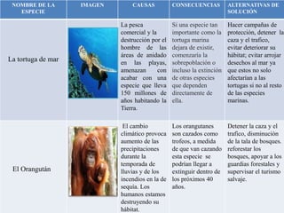 NOMBRE DE LA
ESPECIE
IMAGEN CAUSAS CONSECUENCIAS ALTERNATIVAS DE
SOLUCIÓN
La tortuga de mar
La pesca
comercial y la
destrucción por el
hombre de las
áreas de anidado
en las playas,
amenazan con
acabar con una
especie que lleva
150 millones de
años habitando la
Tierra.
Si una especie tan
importante como la
tortuga marina
dejara de existir,
comenzaría la
sobrepoblación o
incluso la extinción
de otras especies
que dependen
directamente de
ella.
Hacer campañas de
protección, detener la
caza y el trafico,
evitar deteriorar su
hábitat; evitar arrojar
desechos al mar ya
que estos no solo
afectarían a las
tortugas si no al resto
de las especies
marinas.
El Orangután
El cambio
climático provoca
aumento de las
precipitaciones
durante la
temporada de
lluvias y de los
incendios en la de
sequía. Los
humanos estamos
destruyendo su
hábitat.
Los orangutanes
son cazados como
trofeos, a medida
de que van cazando
esta especie se
podrían llegar a
extinguir dentro de
los próximos 40
años.
Detener la caza y el
trafico, disminución
de la tala de bosques.
reforestar los
bosques, apoyar a los
guardias forestales y
supervisar el turismo
salvaje.
 