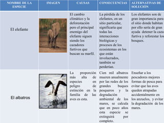 NOMBRE DE LA
ESPECIE
IMAGEN CAUSAS CONSECUENCIAS ALTERNATIVAS DE
SOLUCIÓN
El elefante
El cambio
climático y la
deforestación
pero el principal
enemigo del
elefante siguen
siendo los
cazadores
furtivos que
buscan su marfil.
La pérdida de los
elefantes, en un
sitio particular,
significaría que
todas las
interacciones
biológicas y
procesos de los
ecosistemas en los
que están
involucrados,
también se
perderían.
Los elefantes son de
gran importancia para
el sitio donde habitan
por ello sería de gran
ayuda detener la caza
furtiva y reforestar los
bosques.
El albatros
La proporción
más alta de
especies en
peligro de
extinción en la
familia de las
aves es esta.
Cien mil albatros
mueren anualmente
por las redes de los
grandes buques
pesqueros y la
degradación
ambiental de los
mares, se calcula
que en poco años
esta especie se
extinguirá por
completo.
Enseñar a los
pescadores mejores
formas de pesca para
evitar que las aves
queden atrapadas
accidentalmente en
los anzuelos, y evitar
la degradación de los
mares.
 