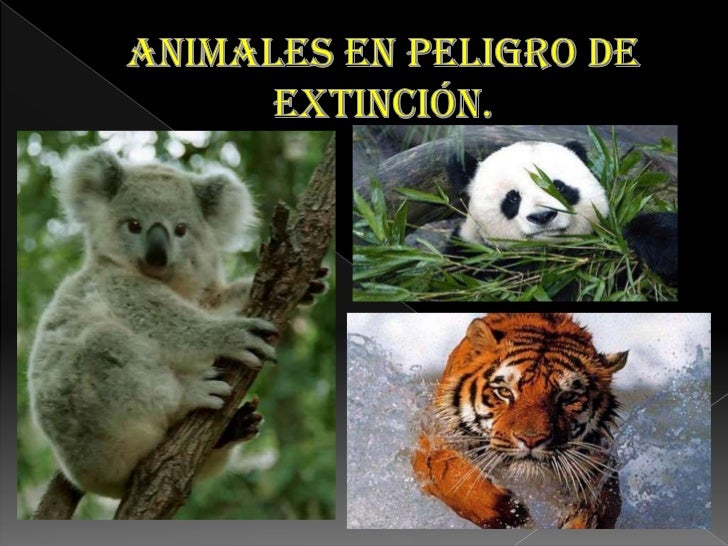 Imagenes De Animales En Peligro De Extincin 07 View Image | animales en peligro de extinci 243 n completo Imagenes De Animales En Peligro De Extincin 07 View Image | animales en peligro de extinci 243 n completo