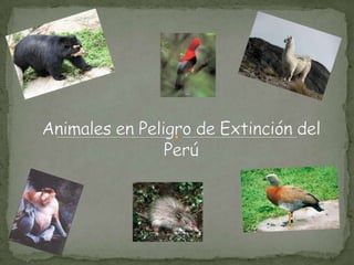 Animales en Peligro de Extinción del Perú 