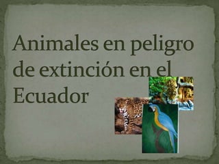 Animales en peligro de extinción en el ecuador