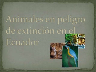 03/11/2010 Animales en peligro de extinción en el Ecuador  03/11/2010 03/11/2010 