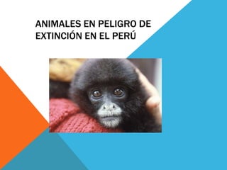 ANIMALES EN PELIGRO DE
EXTINCIÓN EN EL PERÚ
 