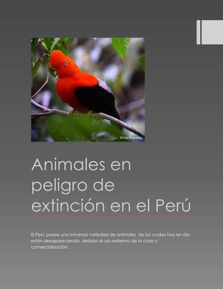 Animales en 
peligro de 
extinción en el Perú 
El Perú posee una inmensa variedad de animales de los cuales hoy en día 
están desapareciendo, debido al uso extremo de la caza y 
comercialización. 
 
