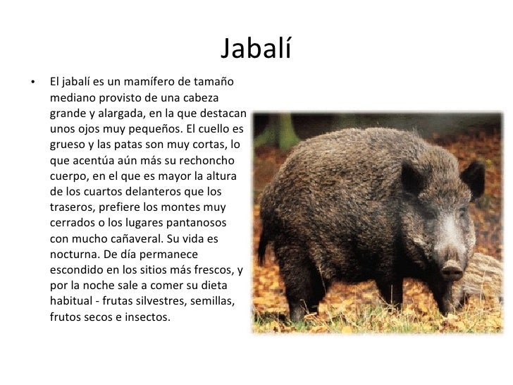 Animales en peligro de extinción en Nuevo León Animales en peligro de extinción en Nuevo León