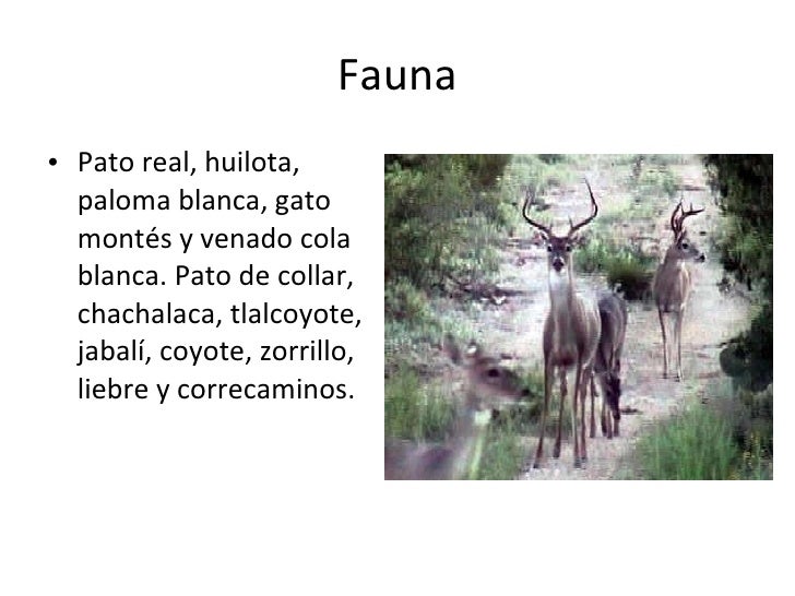 Animales en peligro de extinción en Nuevo León Animales en peligro de extinción en Nuevo León