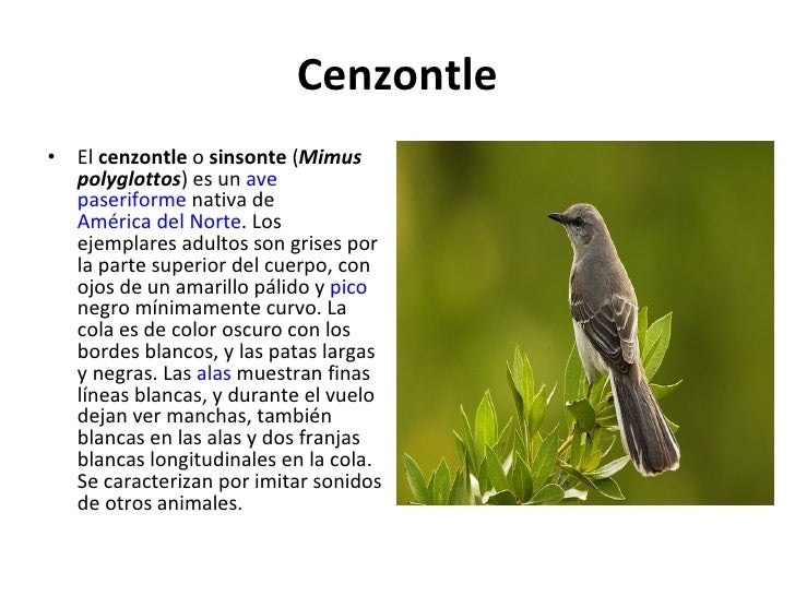 Animales en peligro de extinción en Nuevo León