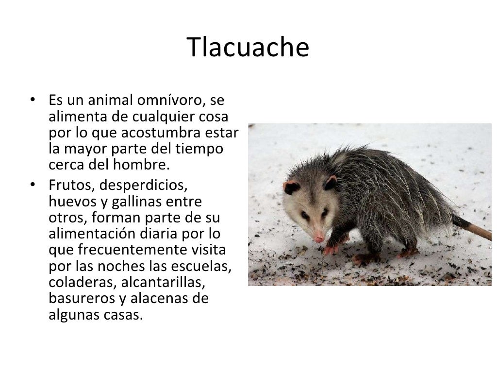 Animales en peligro de extinción en Nuevo León Animales en peligro de extinción en Nuevo León