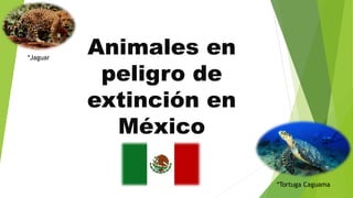 Animales en
peligro de
extinción en
México
*Tortuga Caguama
*Jaguar
 