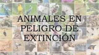 ANIMALES EN
PELIGRO DE
EXTINCIÓN
 
