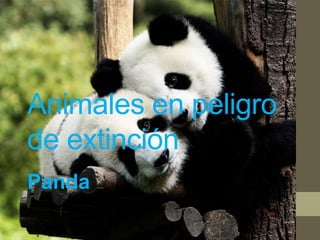 Animales en peligro
de extinción
Panda
 