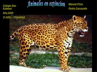Animales en extincion Colegio San Esteban  Año 2009 3º AÑO - PRIMARIA Manuel Prinz  Pedro Carcavallo 