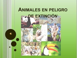 Animales en peligro de extinción 