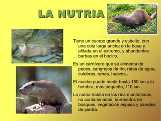 EL LOBO IBÉRICO El lobo ha sido perseguido desde siempre al ser considerado el principal enemigo del hombre. 