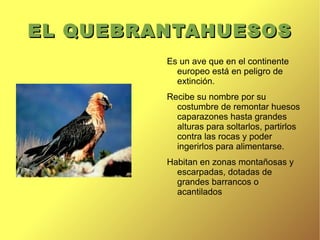 Es un “superdepredador” y se caracteriza por sus largos y puntiagudos colmillos, su amplia caja torácica y sus voluminosos maseteros. 