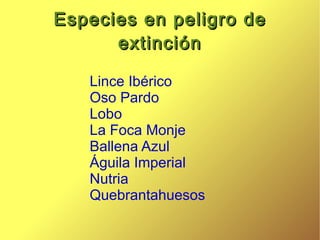 Lince Ibérico 