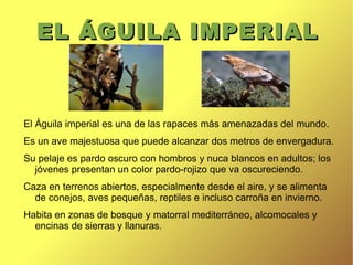 Quebrantahuesos Especies en peligro de extinción 