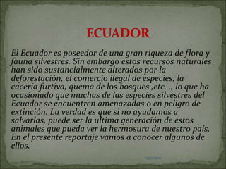 03/11/2010ECUADOR El Ecuador es poseedor de una gran riqueza de flora y fauna silvestres. Sin embargo estos recursos naturales han sido sustancialmente alterados por la deforestación, el comercio ilegal de especies, la cacería furtiva, quema de los bosques ,etc. ., lo que ha ocasionado que muchas de las especies silvestres del Ecuador se encuentren amenazadas o en peligro de extinción. La verdad es que si no ayudamos a salvarlas, puede ser la ultima generación de estos animales que pueda ver la hermosura de nuestro país. En el presente reportaje vamos a conocer algunos de ellos.03/11/201003/11/2010
