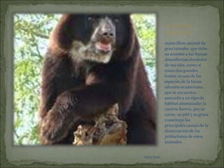03/11/2010EL OSO DE ANTEOJOSmaravilloso animal de gran tamaño, que debe su nombre a las franjas amarillentas alrededor de sus ojos, como si usara dos grandes lentes, es una de las especies de la fauna silvestre ecuatoriana que se encuentra asociado a un tipo de hábitat amenazado; la cacería furtiva, por su carne, su piel y su grasa constituye las principales causas de la disminución de las poblaciones de estos animales.03/11/201003/11/2010