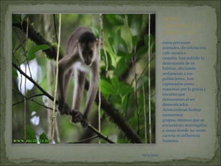 03/11/2010MONO CHORONGO O BARRIGUDOestos preciosos animales, de coloración café oscura o castaño, han sufrido la destrucción de su hábitat, afectando seriamente a sus poblaciones. Son capturados como mascotas por la gracia y encanto que demuestran al ser domesticados. Acostumbran formar numerosos grupos, mismos que se encuentran restringidos a zonas donde no existe cacería ni influencia humana.03/11/201003/11/2010