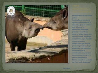 03/11/2010TAPIR AMAZONICO O VACA DE MONTEperseguida por su piel, grasa y uñas. Son criadas en corrales de algunas comunidades en la Amazonía, pues su carne es muy deliciosa. La destrucción del bosque primario y secundario, zonas en las que habita, son causas también, del peligro de extinción. A pesar de ello existen personas e instituciones que realizan proyectos por salvar al tapir amazónico, con programas que mantengan su conservación, así podemos encontrar este animal en el Centro Experimental Fátima, ubicado en la ciudad del Puyo, en la Amazonía.03/11/201003/11/2010