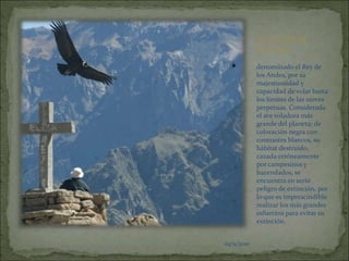 03/11/2010EL CONDOR ANDINOdenominado el Rey de los Andes, por su majestuosidad y capacidad de volar hasta los límites de las nieves perpetuas. Considerada el ave voladora más grande del planeta; de coloración negra con contrastes blancos, su hábitat destruido, cazada erróneamente por campesinos y hacendados, se encuentra en serio peligro de extinción, por lo que es imprescindible realizar los más grandes esfuerzos para evitar su extinción.03/11/201003/11/2010