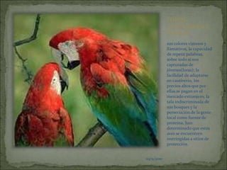 03/11/2010LOROS, GUACAMAYOS Y PERICOSsus colores vistosos y llamativos, la capacidad de repetir palabras, sobre todo si son capturadas de jóvenes(loras); la facilidad de adaptarse en cautiverio, los precios altos que por ellas se pagan en el mercado extranjero, la tala indiscriminada de sus bosques y la persecución de la gente local como fuente de proteína, han determinado que estas aves se encuentren restringidas a sitios de protección.03/11/201003/11/2010