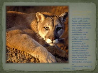 03/11/2010EL PUMA O LEON AMERICANOes de fornida y esbelta figura, piel leonado rojiza, clara u oscura y hasta medio negra con una mancha del mismo color a cada lado(Patzelt,E1978). Considerada una amenaza para las poblaciones locales y sus animales domésticos, han permitido que desde hace mucho tiempo sean severamente cazadas, además del valor comercial de sus pieles. También la destrucción de sus hábitats han amenazado su conservación(Tirira,D.1999).03/11/201003/11/2010