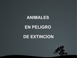 ANIMALES  EN PELIGRO  DE EXTINCION 