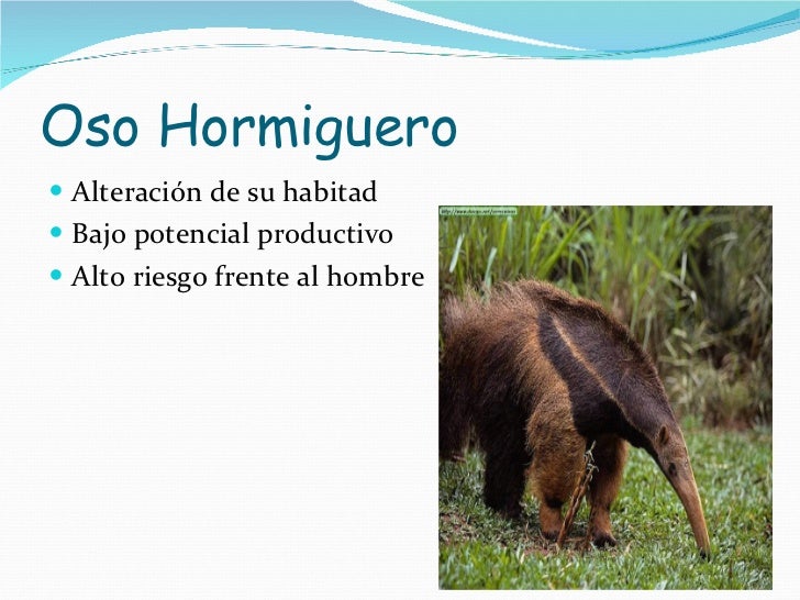 Resultado de imagen para oso hormiguero informacion