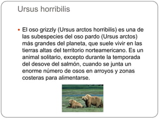 Ursus horribilis

 El oso grizzly (Ursus arctos horribilis) es una de
 las subespecies del oso pardo (Ursus arctos)
 más ...