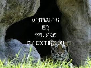 ANIMALES
EN
PELIGRO
DE EXTINCIÓN
 