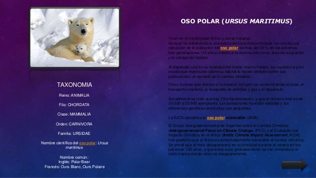 Quien aumentaba el pecho en permi