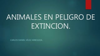 ANIMALES EN PELIGRO DE
EXTINCION.
CARLOS DANIEL VÉLEZ ARBOLEDA.
 