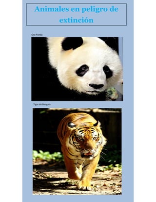 Animales en peligro de
extinción
Oso Panda
Tigre de Bengala
 