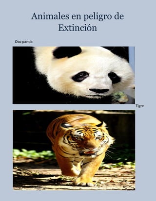 Animales en peligro de
Extinción
Oso panda
Tigre
 