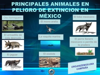 PRINCIPALES ANIMALES EN
PELIGRO DE EXTINCION EN
MÉXICOOso hormiguero
El armadillo de
cola desnuda
El jaguar
El mono araña
El ocelote
El lobo mexicano
El perro llanero
mexicano o perrito de
la pradera
La vaquita marina
08/06/16 11
Animales en peligro de extinción
 
