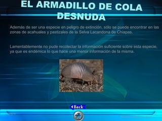 EL ARMADILLO DE COLA
DESNUDA
Además de ser una especie en peligro de extinción, sólo se puede encontrar en las
zonas de acahuales y pastizales de la Selva Lacandona de Chiapas.
Lamentablemente no pude recolectar la información suficiente sobre esta especie,
ya que es endémica lo que hace una menor información de la misma.
08/06/16 13
Animales en peligro de extincion
 