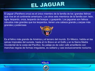 EL JAGUAR
El jaguar (Panthera onca) es el único miembro de la familia de los ‘grandes felinos’
que vive en el continente americano. Los otros seis miembros de la familia son: león,
tigre, leopardo, onza, leopardo de bosque, y guepardo. Los jaguares son felinos
robustos más grandes que los leopardos, tienen una cabeza grande y zarpas más
grandes y poderosas
Es el felino más grande de América y el tercero del mundo. En México, habita en las
selvas tropicales del sureste, hasta el río Bravo en el Golfo y en la Sierra Madre
Occidental de la costa del Pacífico. Su pelaje es de color café amarillento con
manchas negras de formas irregulares, es solitario y casi exclusivamente nocturno.
08/06/16 14
Animales en peligro de extinción
 