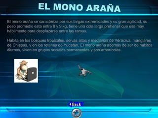 EL MONO ARAÑA
El mono araña se caracteriza por sus largas extremidades y su gran agilidad, su
peso promedio esta entre 8 y 9 kg, tiene una cola larga prehensil que usa muy
hábilmente para desplazarse entre las ramas.
Habita en los bosques tropicales, selvas altas y medianas de Veracruz, manglares
de Chiapas, y en los retenes de Yucatán. El mono araña además de ser de hábitos
diurnos, viven en grupos sociales permanentes y son arborícolas.
08/06/16 15
Animales en peligro de extinción
 